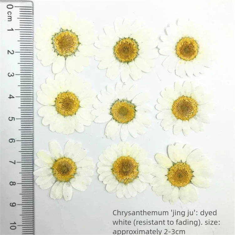 Dried Flower Bookmark - 100 stuks geverfde chrysanten gedroogde bloemblaadjes
