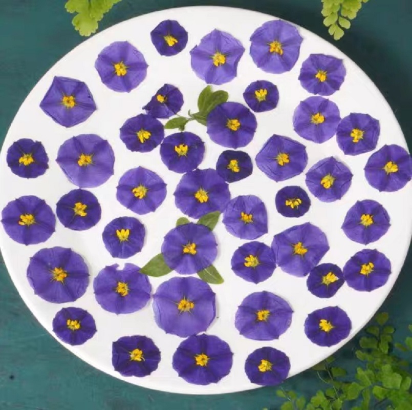 Dried Flower Bookmark - 100Pcs Geperst Gedroogde Lycianthes Rantonnetii Bitter