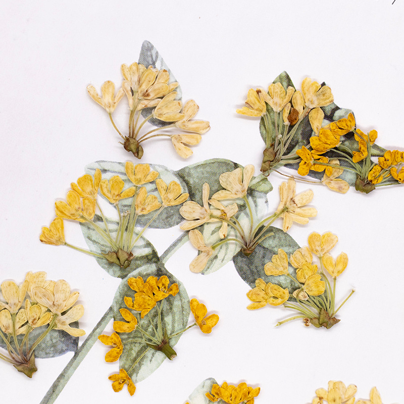 24 stuks, natuurlijke echte ge - Dried Flower Bookmark recensie en prijs