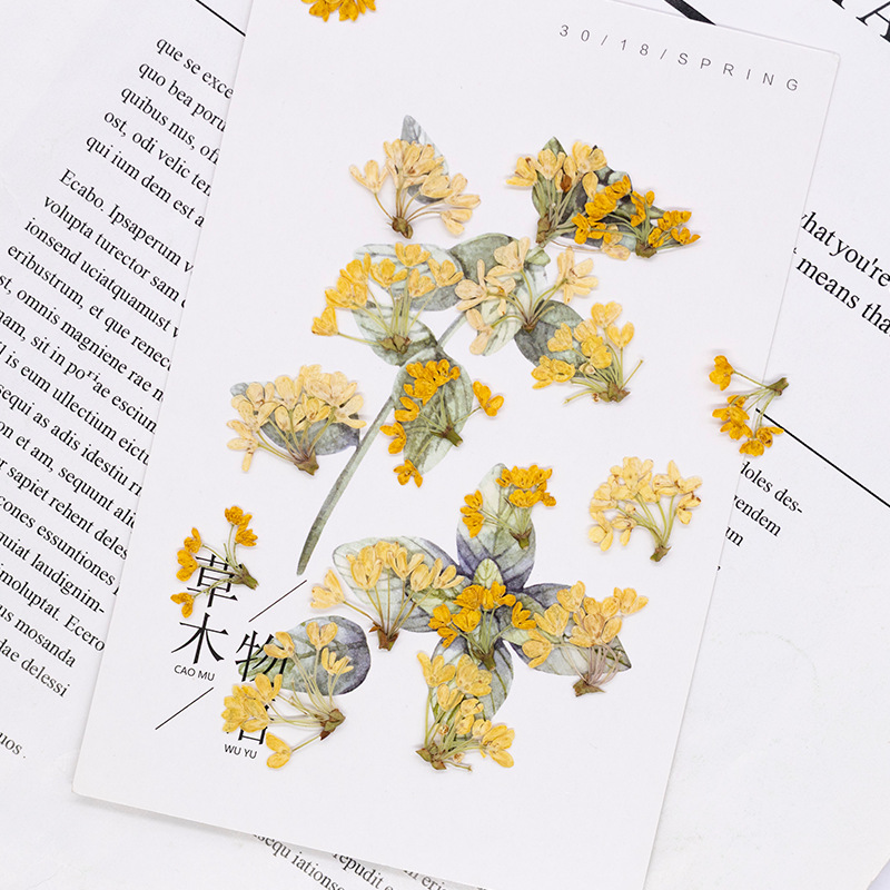 24 stuks, natuurlijke echte ge - Dried Flower Bookmark recensie en prijs