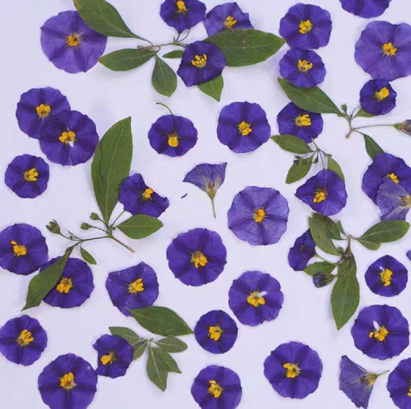 100Pcs Geperst Gedroogde Lycia - Dried Flower Bookmark recensie en prijs