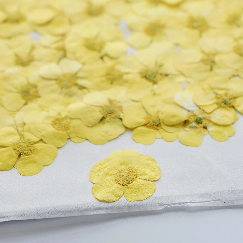 100 stuks Ranunculus gedroogde - Dried Flower Bookmark recensie en prijs