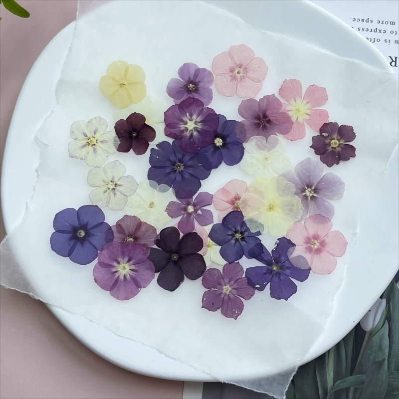 12 stuks, semi-transparante ni - Dried Flower Bookmark recensie en prijs